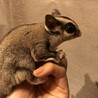 モモンガ（メス3匹） サムネイル2