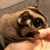 モモンガ（メス3匹） サムネイル3