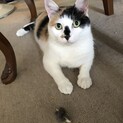 お鼻がチャームポイント可愛い三毛猫です♡