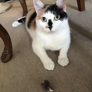 お鼻がチャームポイント可愛い三毛猫です♡