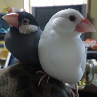 手乗り文鳥3ペアと中雛2匹手乗り