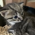３匹の兄妹ですが、母が高齢で２匹里親募集します