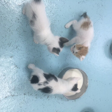 神の島子猫　クーデリアの写真