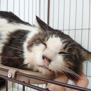 長毛  撫でられるのが好きな 花丸くん