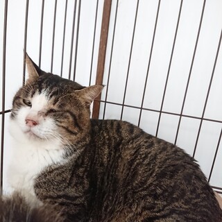 キジ白  大吉くん