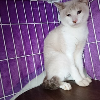 シャム 青い目 ビビり