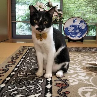 ビックリするほど甘えん坊 ひげだんくん