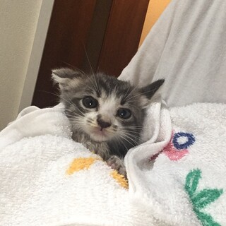 【里親決定】先住猫さんとも仲良くなれました