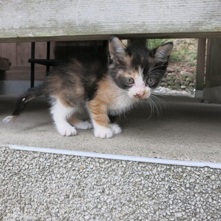 三毛猫の女の子の飼い主を探しています。