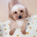 トイプードルの女の子♪仮名「もかちゃん」