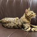 元気でたまに甘えん坊なベンガル