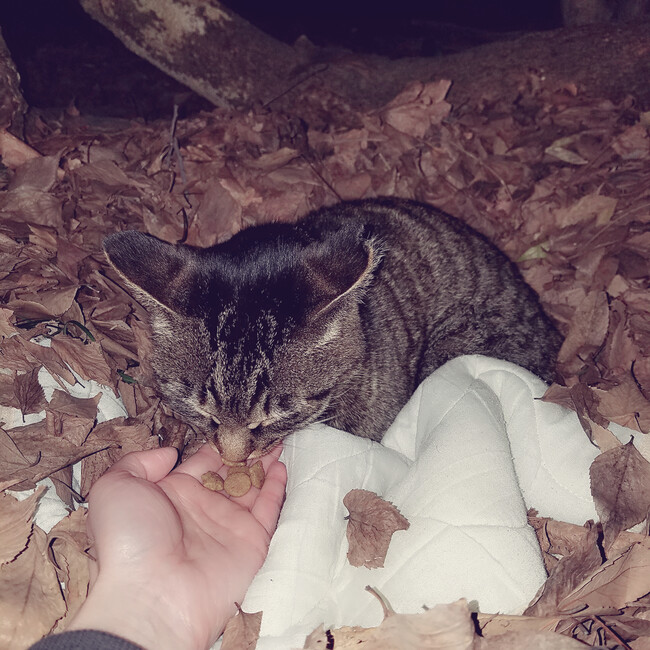 野良猫さんのママのカバー写真