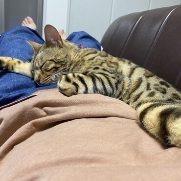 お腹の上で寝るかげとら