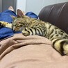 お腹の上で寝るかげとら