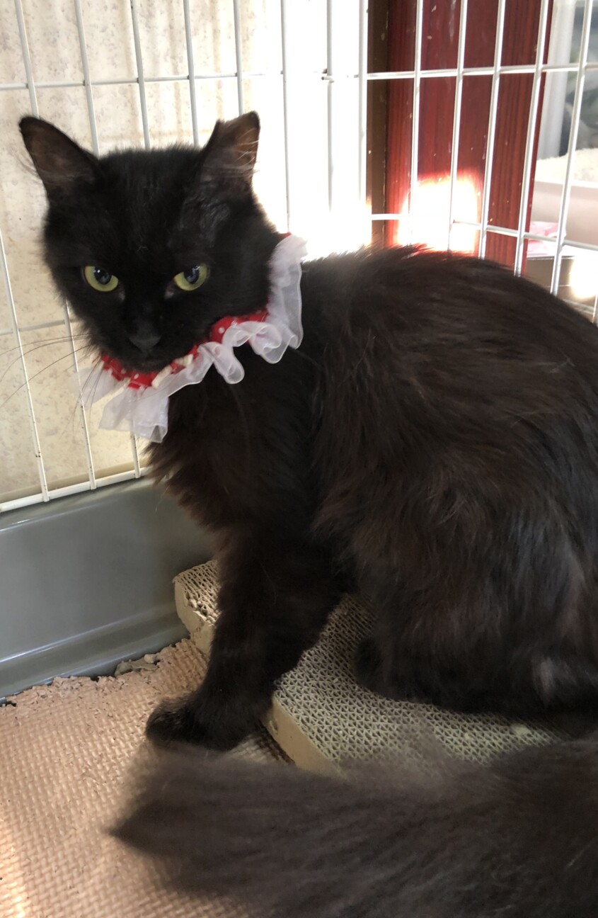 高貴な猫さま　フワちゃんです♪ サムネイル3