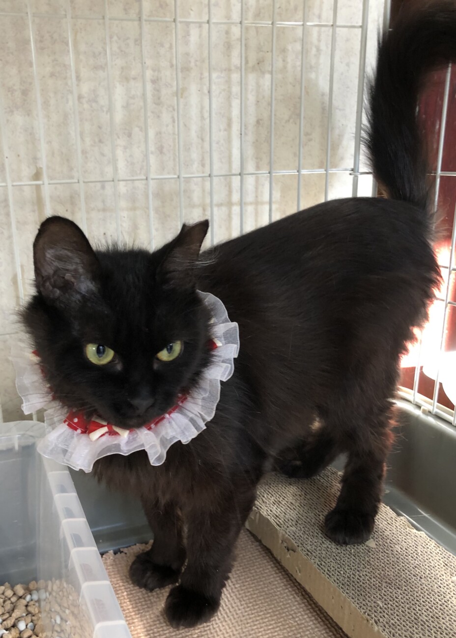 高貴な猫さま　フワちゃんです♪ サムネイル4