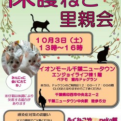 千葉県印西市開催/ふくねこや譲渡会 サムネイル1