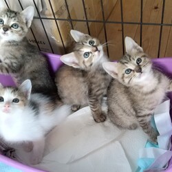 千葉県印西市開催/ふくねこや譲渡会 サムネイル3