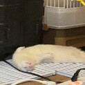 アルビノフェレット