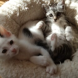 千葉県印西市開催/ふくねこや譲渡会 サムネイル2