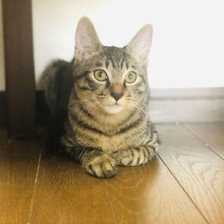 仲良しｷｼﾞﾄﾗ兄妹のココ＆ララ!!