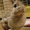 滋賀保護うさぎ　健くん♂去勢済 サムネイル6
