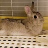 滋賀保護うさぎ　健くん♂去勢済 サムネイル5