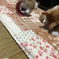茶×白MIX メスの子猫の里親募集☆