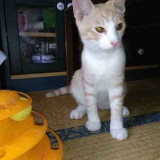 去勢完了した５ヶ月活発な子猫の家族探してます。