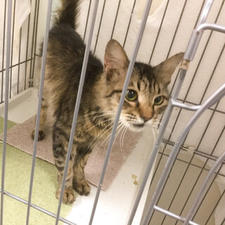 トライアル中　ゴロスリ美キジトラ★トトJr