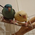 サザナミインコ2羽 1才半