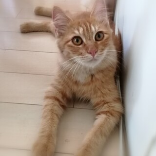 モフモフッ、のんびり茶トラくん