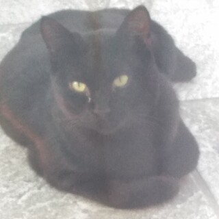 黒猫　仮名クロ　