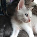 可愛い子猫