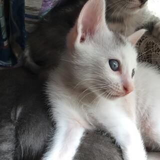 可愛い子猫