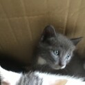可愛い子猫