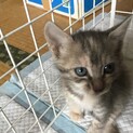 可愛い子猫