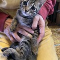 急募！子猫のキジちゃん里親募集中❗️