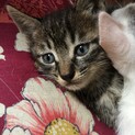 可愛い子猫
