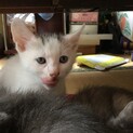 可愛い子猫