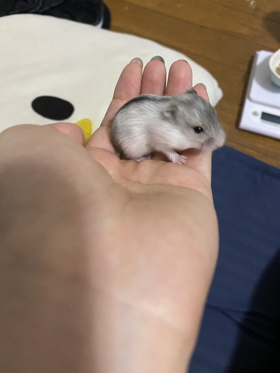ドワーフハムスター里親募集 福岡県 小動物の里親募集 ペットのおうち 月間利用者150万人