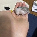ドワーフハムスター里親募集！