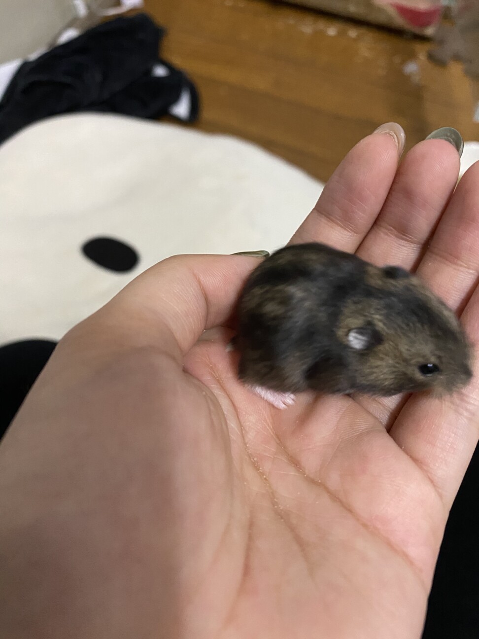ドワーフハムスター里親募集 福岡県 小動物の里親募集 ペットのおうち 月間利用者150万人