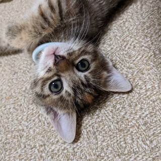 里親決定しました