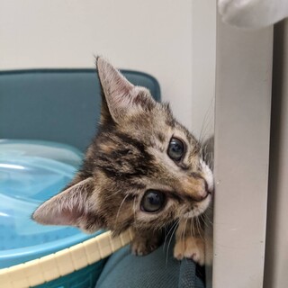 里親決定しました