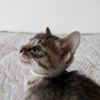 里親決定しました