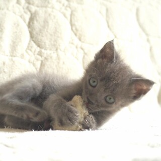 人懐っこさいちおし★ダークグレーのベガくん