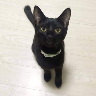 ぎんが　人見知りなし♂