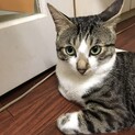 スリムで男前の鯉太郎です。
