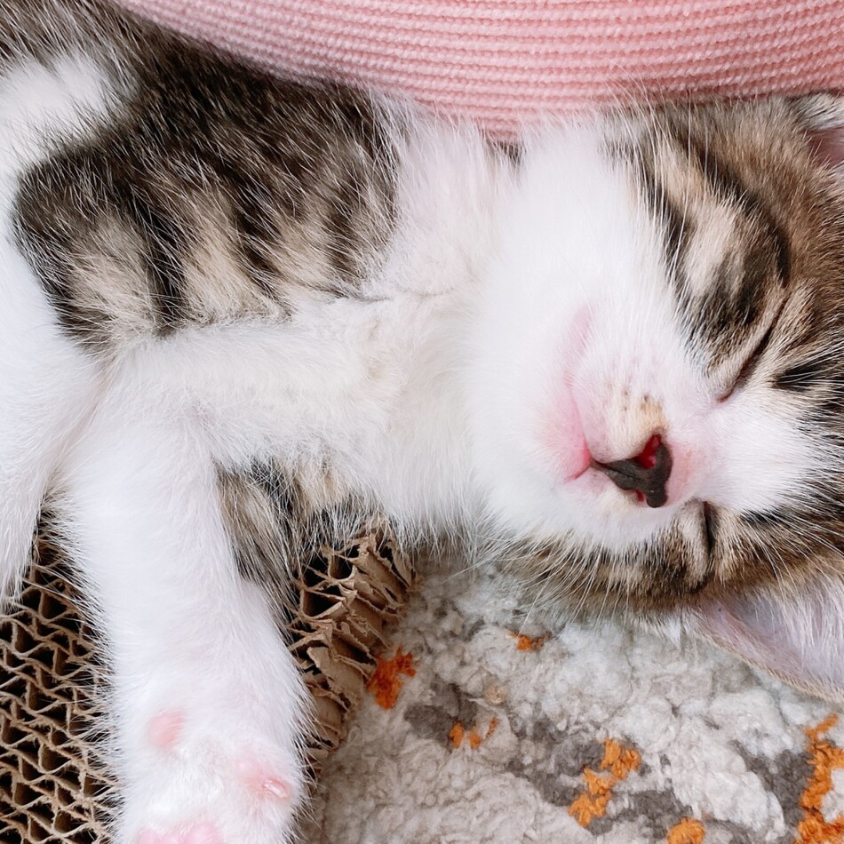 Sunのカバー写真